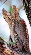 Eurasian Scops Owl