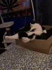 Every day, the sleeping poses get even weirder! Lets see the weird poses of yours!