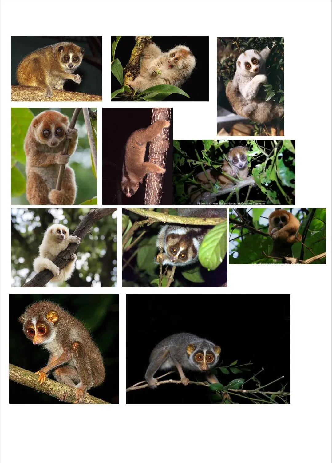 Every loris genus/ species: Every slow loris and slender loris species ...