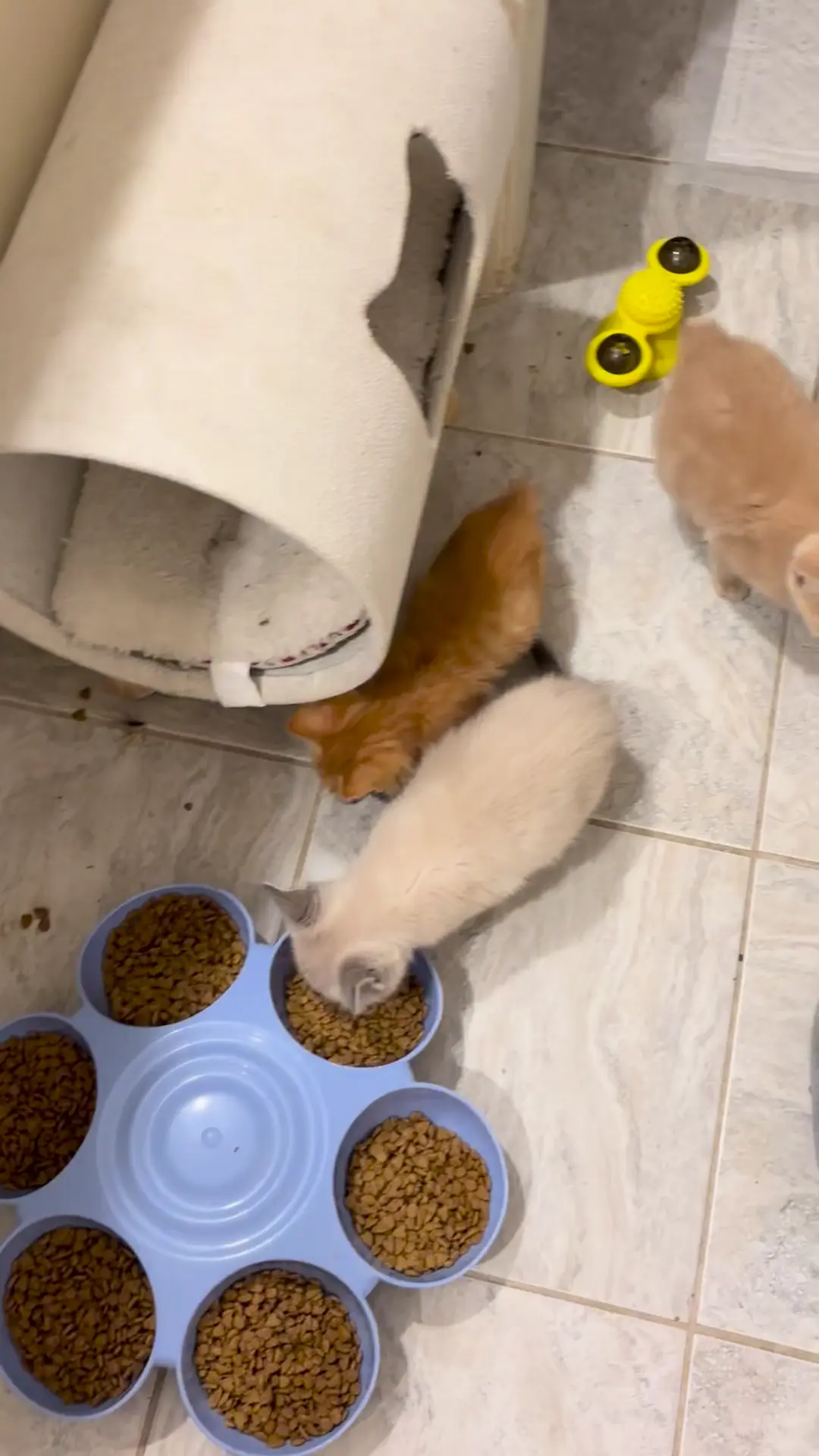 Exactly 24 hrs with my new foster baby and I’m seeing some progress. Not hiding from me as much and playing some. Furby (the void) is something else lol She’s not scared of anyone and thinks she rules things already 🤗