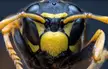 Experimenting with focus stacking. Small wasp. EOS-R, Laowa 25mm.