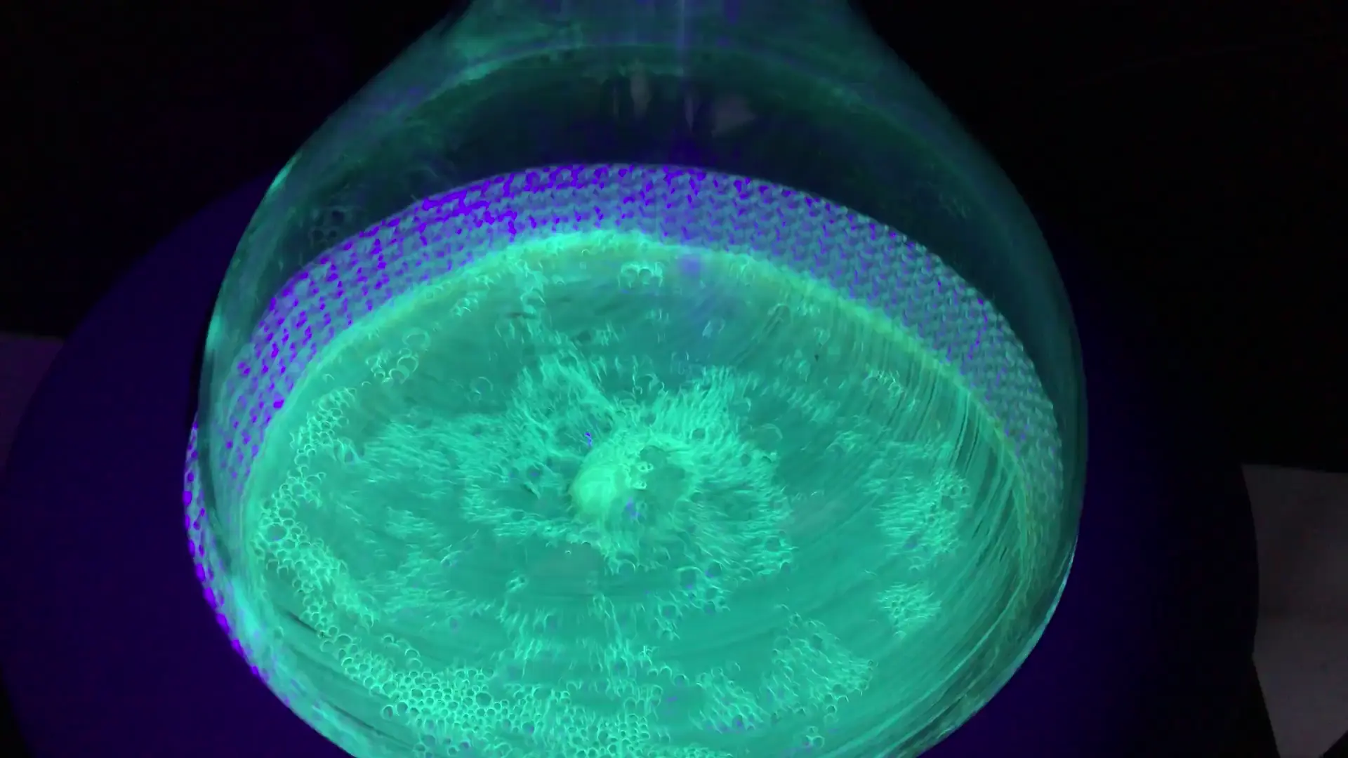 Extraction of a fluorescent compound under UV light