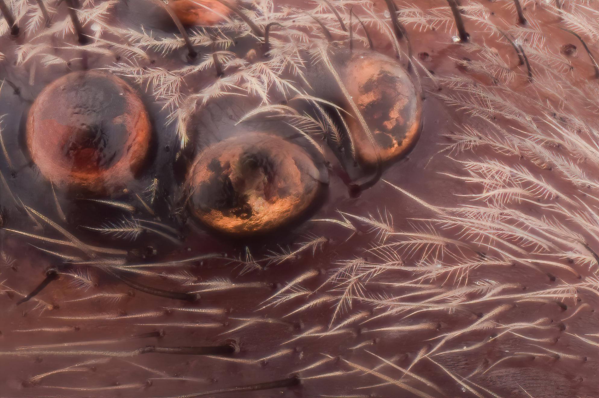 eyes of a housespider at 16x magnification