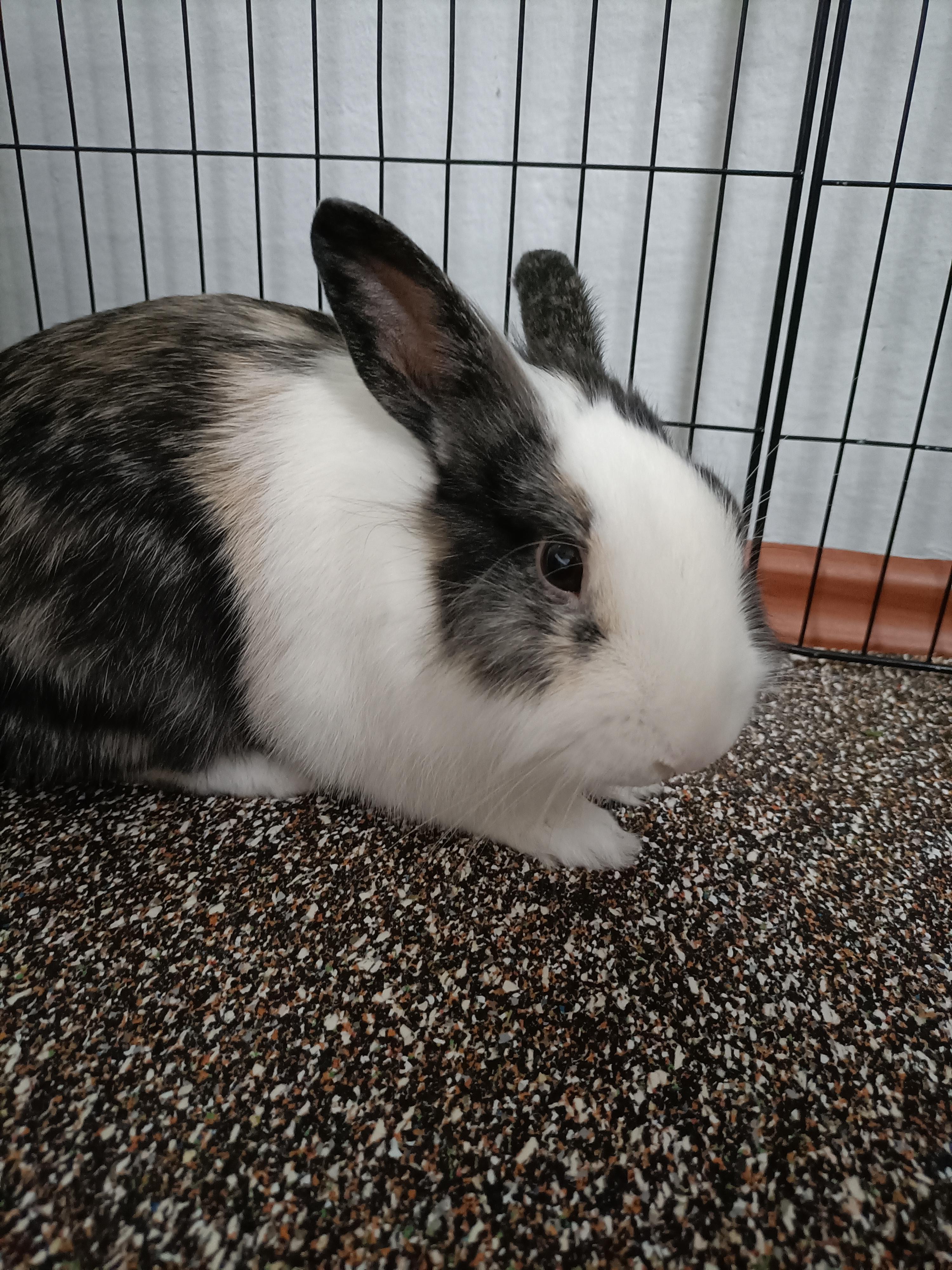 Cute bunny rabbit lying down in a wire cage with food bowls on a brown carpet.