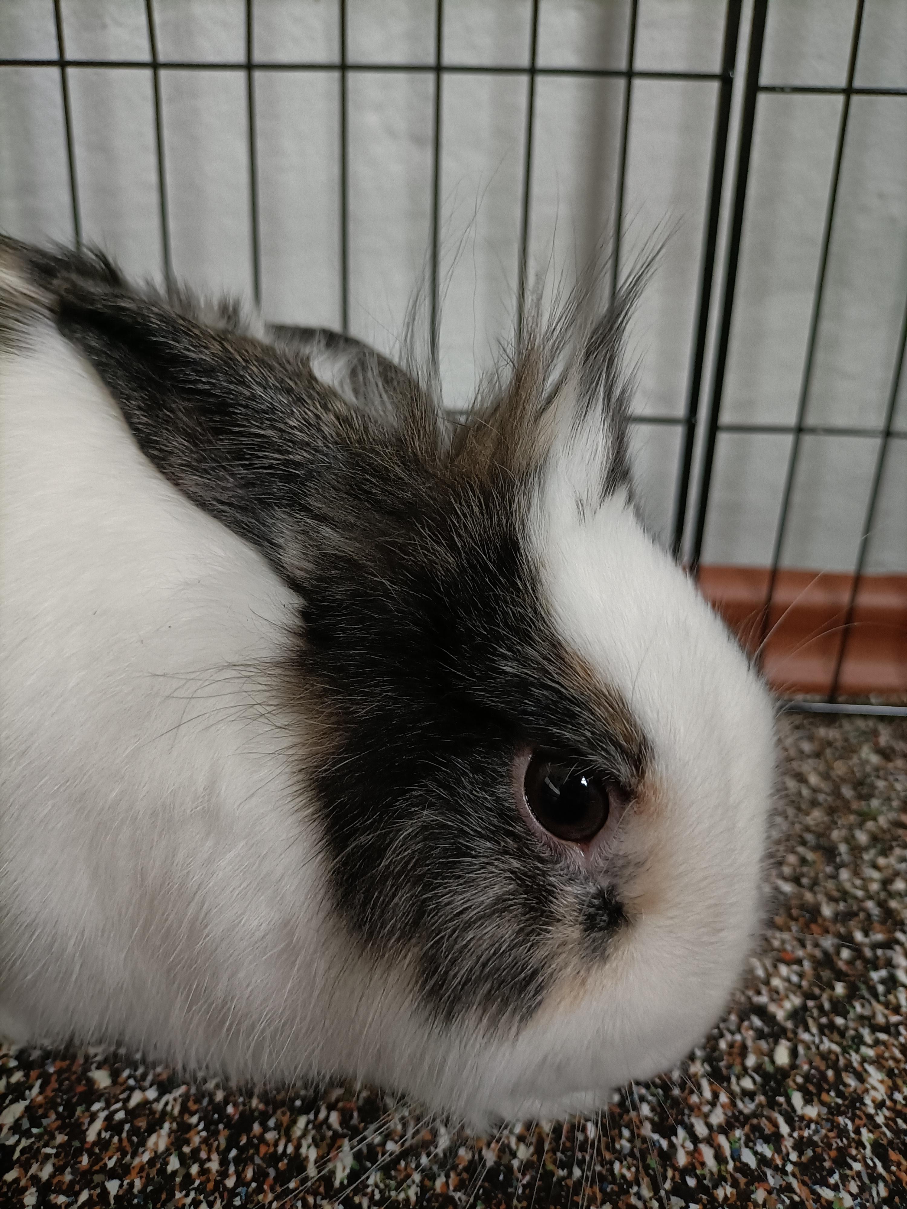 Cute bunny rabbit lying down in a wire cage with food bowls on a brown carpet.