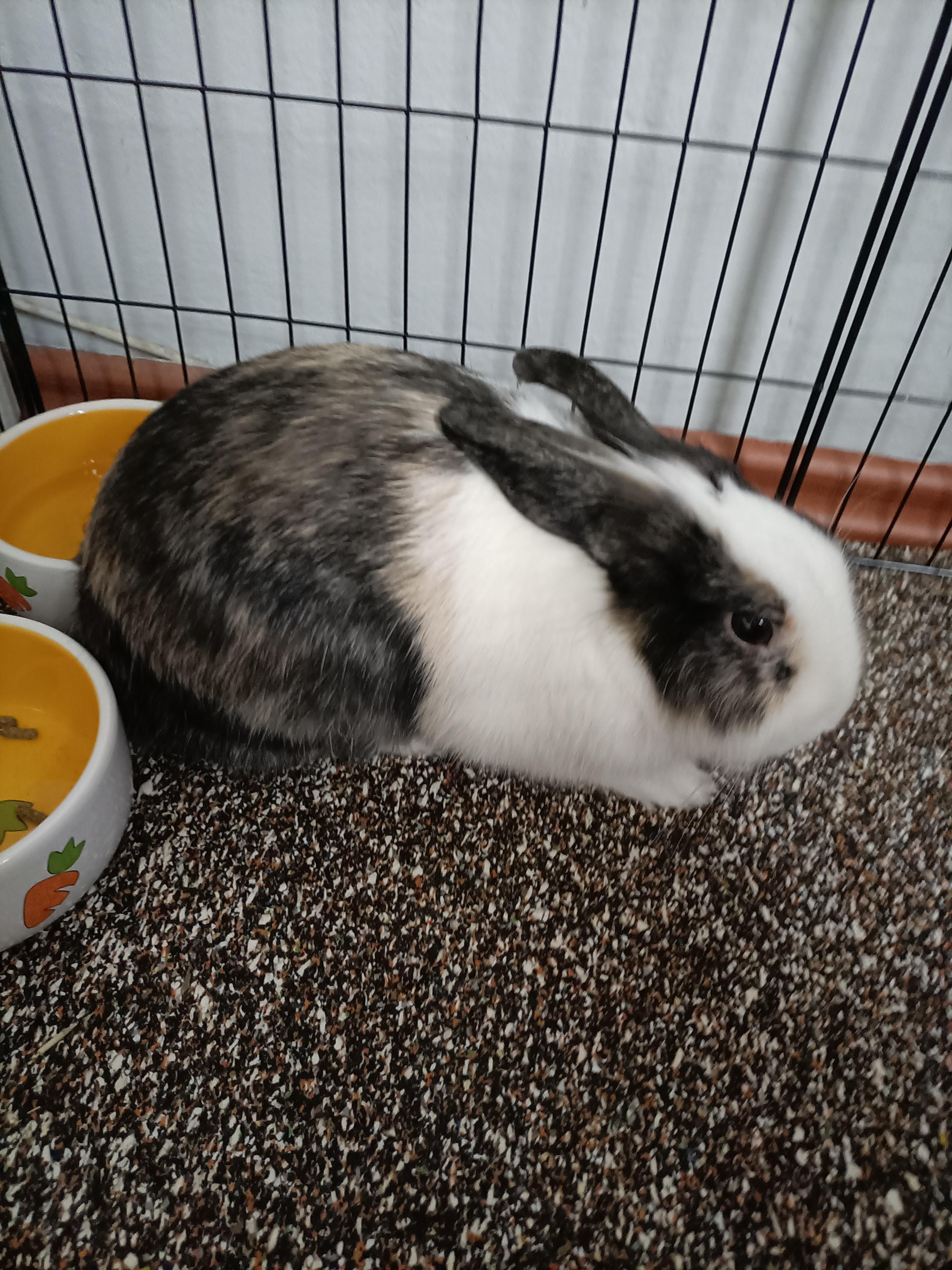 Cute bunny rabbit lying down in a wire cage with food bowls on a brown carpet.