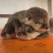 Otter babies are so fragile