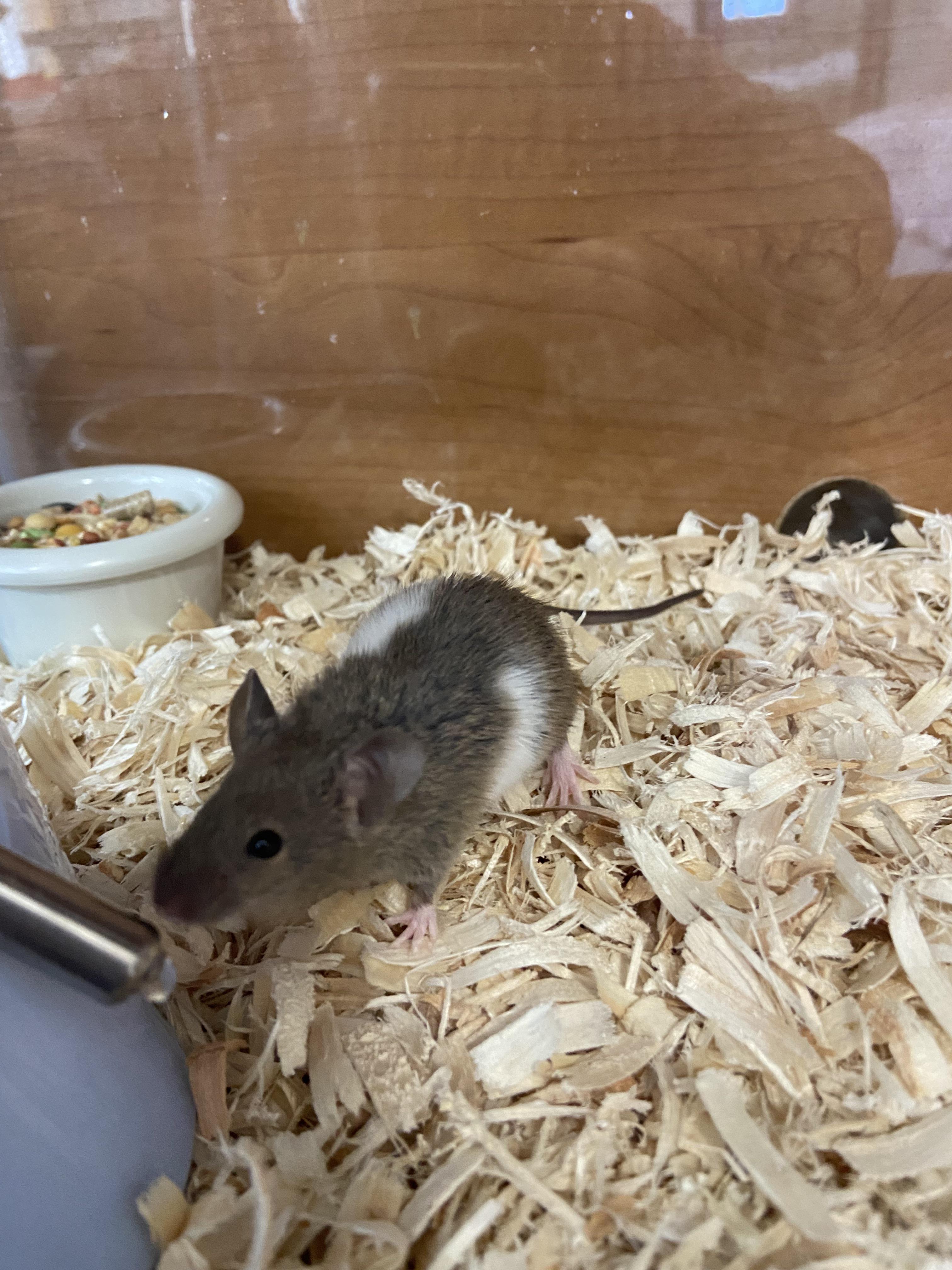 Rescued a feeder mouse today (my first mouse)