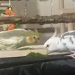 Engaging activities for cockatiels?