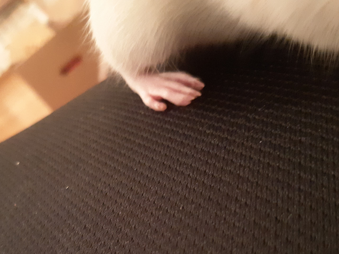 Has my rat sprained her pinky toe?