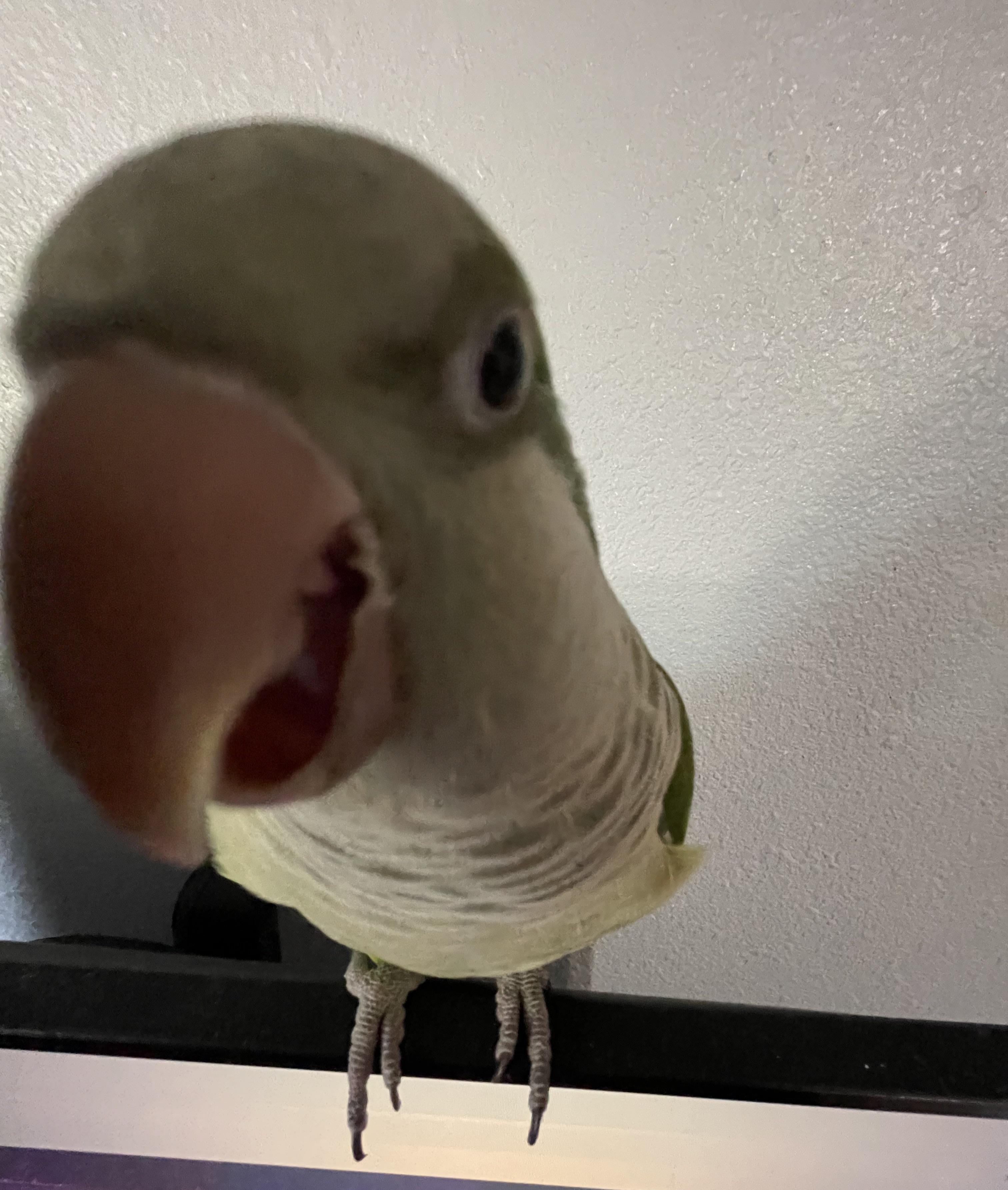 parrots