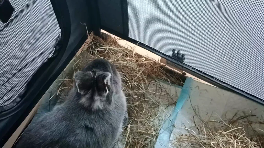 Cream is returning from her lady surgery :)