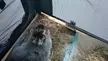 Cream the grey rabbit in a carrier with hay inside a moving bus