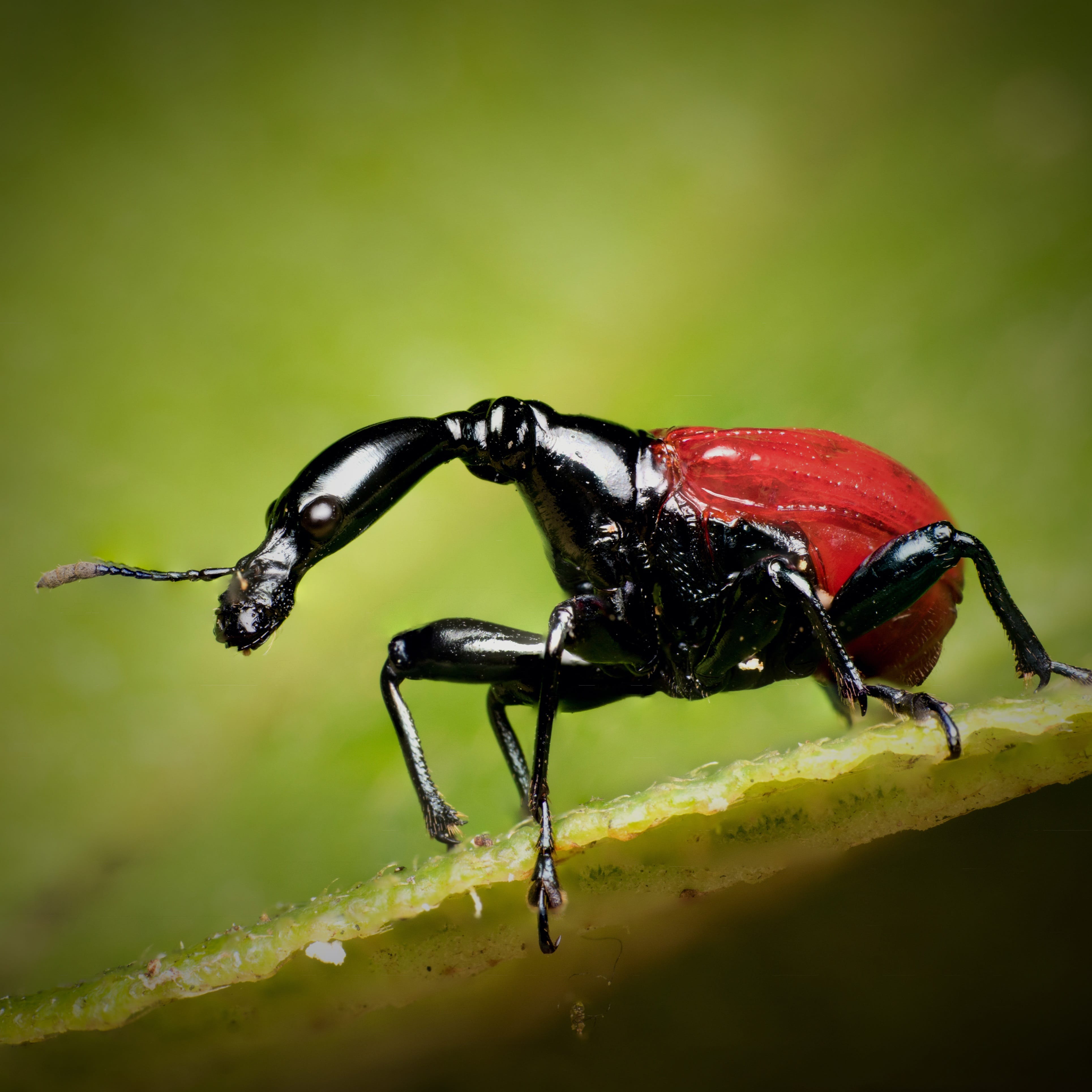 Giraffe Weevil (Trachelophorus giraffa) [OC] This is a female, the males use their enlarged necks to fight off competitors and win females.