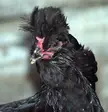 Here’s my big black cock pic