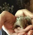 Found a baby squirrel 😍