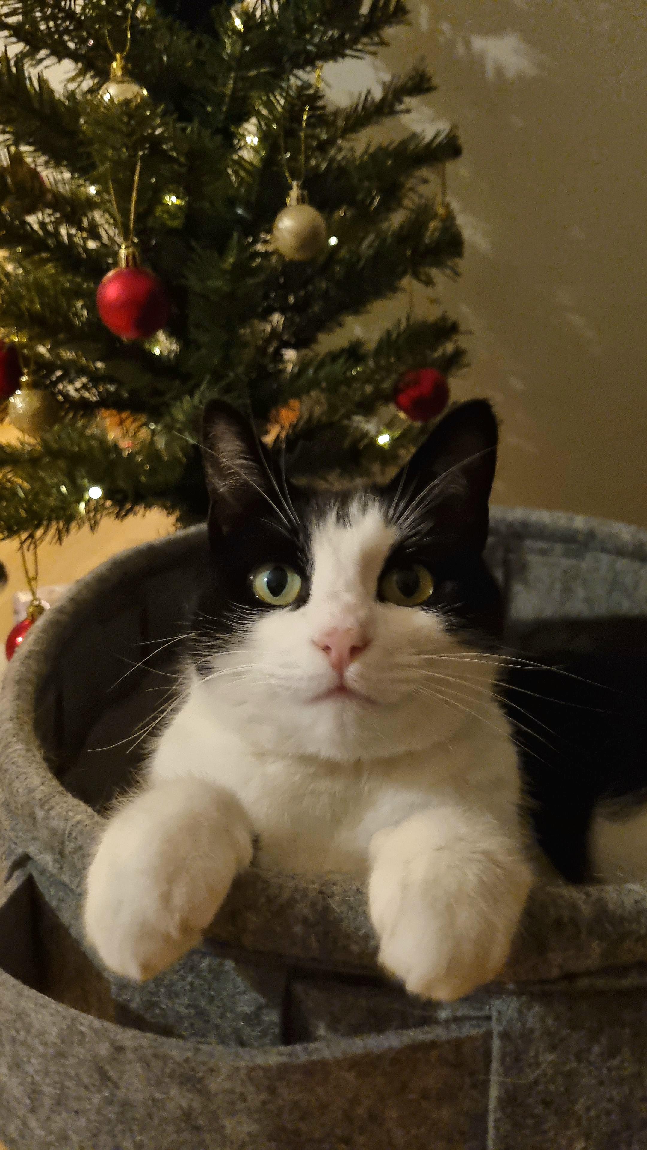 Wishing you a happy new year ✨️