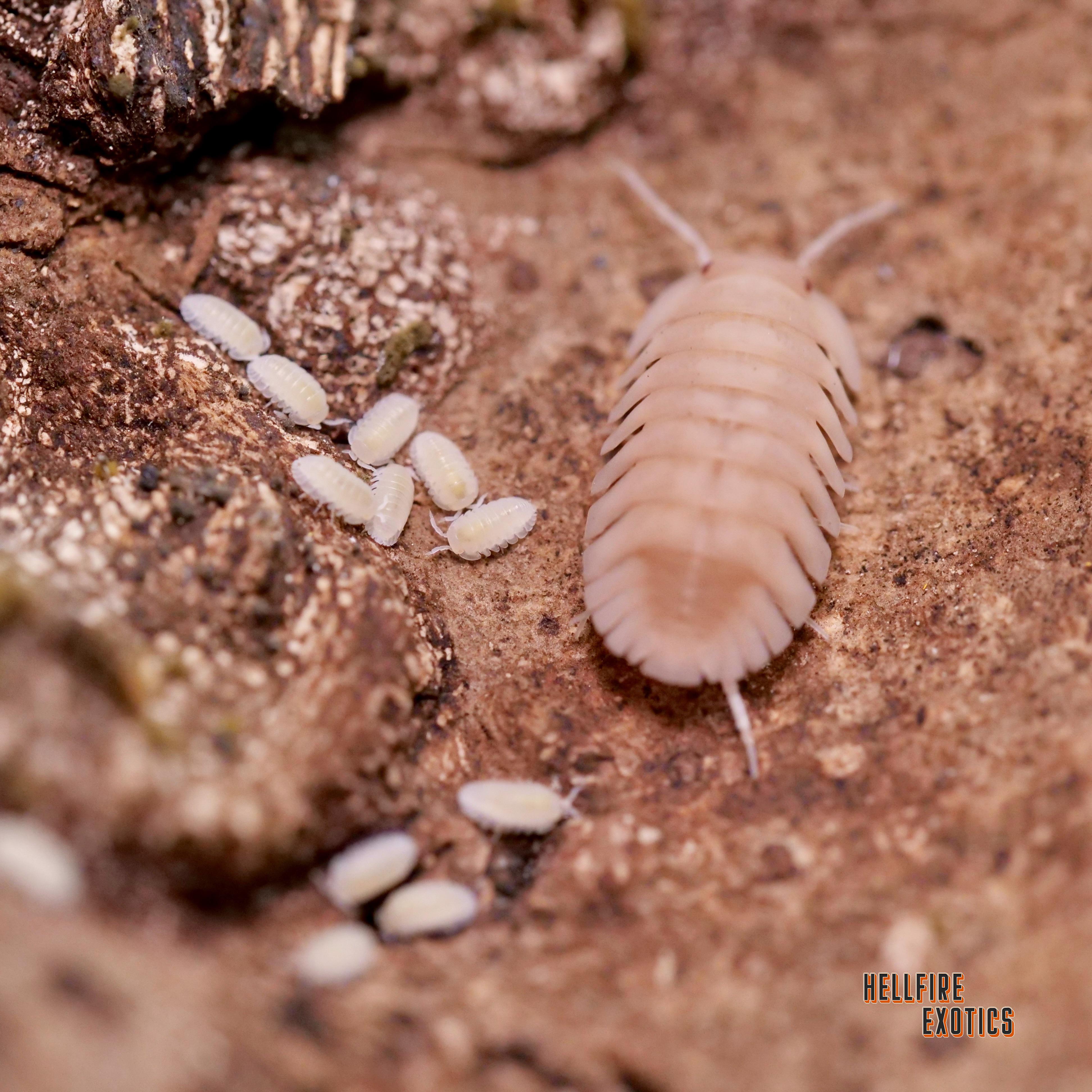 Some cool Isopod babies
