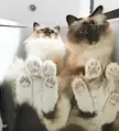 These two cuties who were just showing off those adorable paws