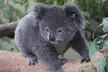 koalas