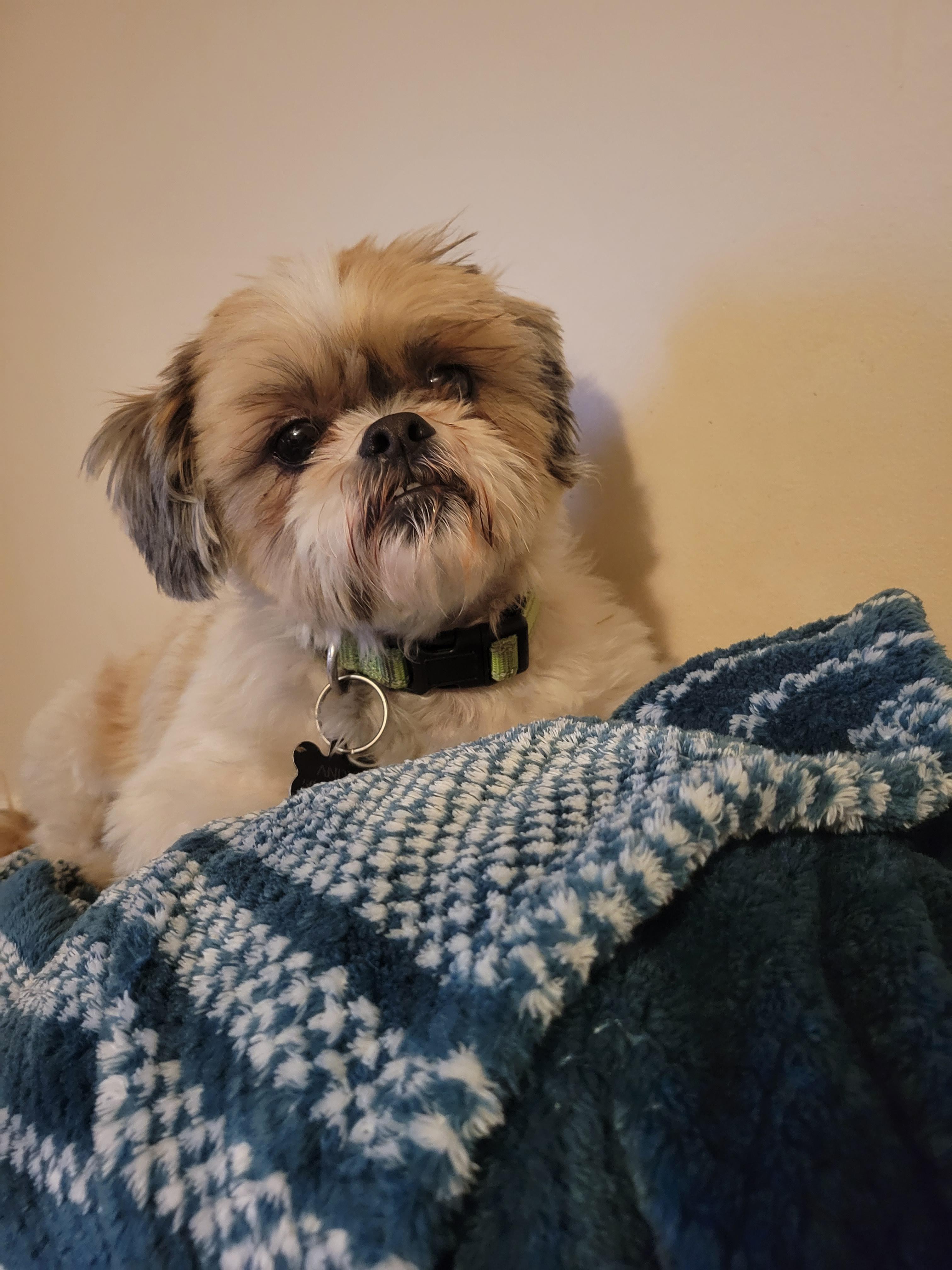 When your Shih Tzu is really an Ewok