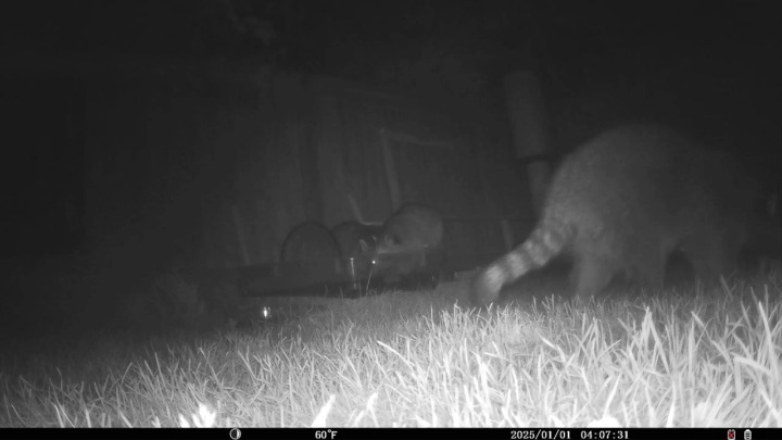 Raccoons