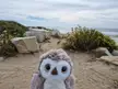 This little fella travels always with me (ventura,ca)