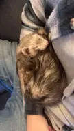 She’s only an angel when she’s asleep 💤