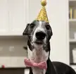 Happy 4th birthday to Pete 