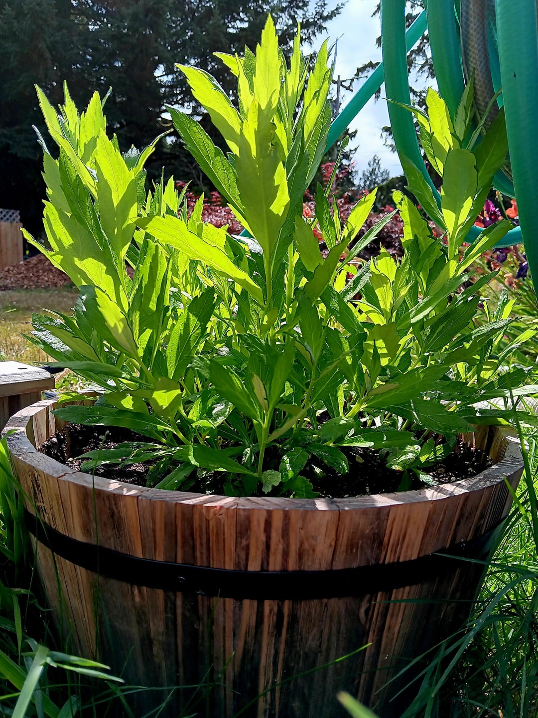 herbs