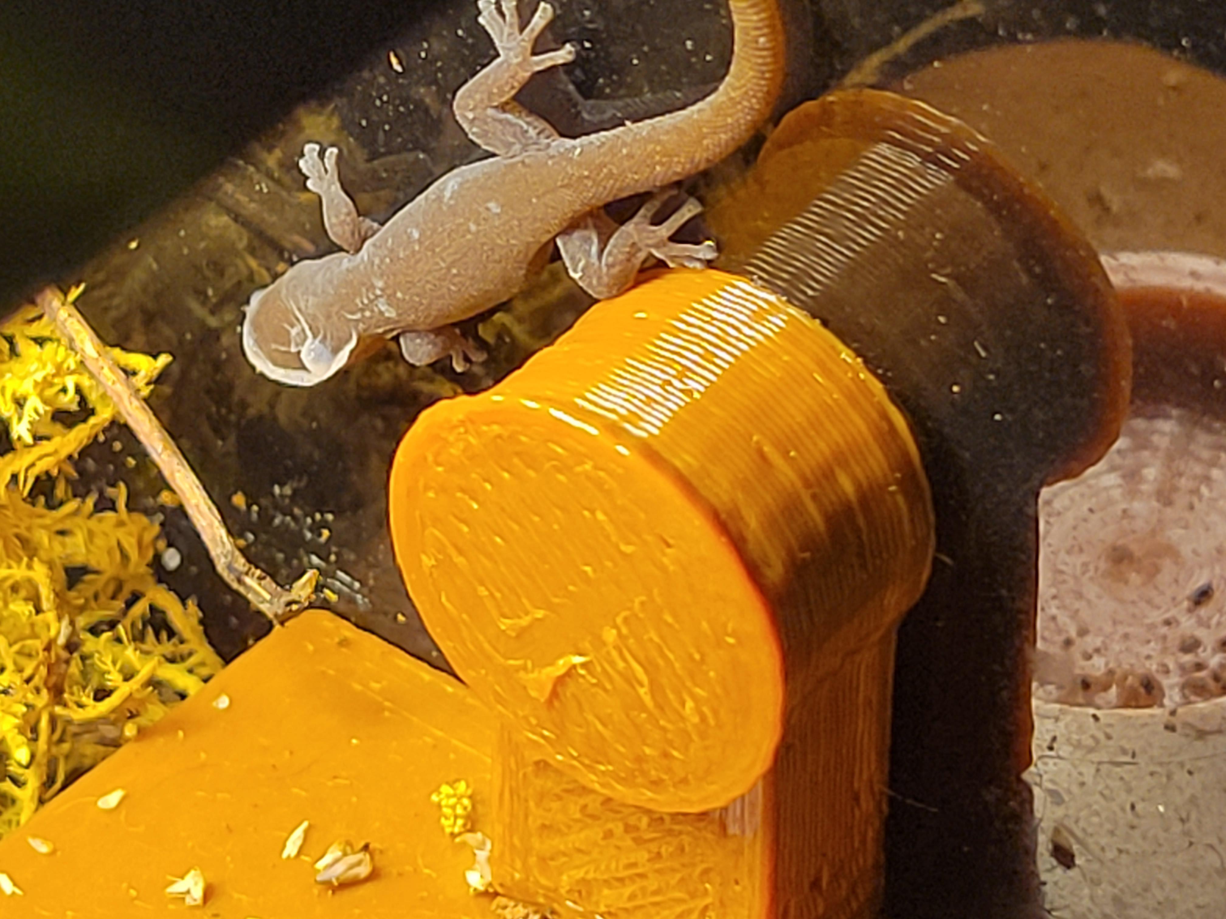 Update Pic of Sphaerodactylus Dimorphicus. The head bubble has popped ...