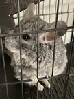 I'm Chilly and I'm watching you!