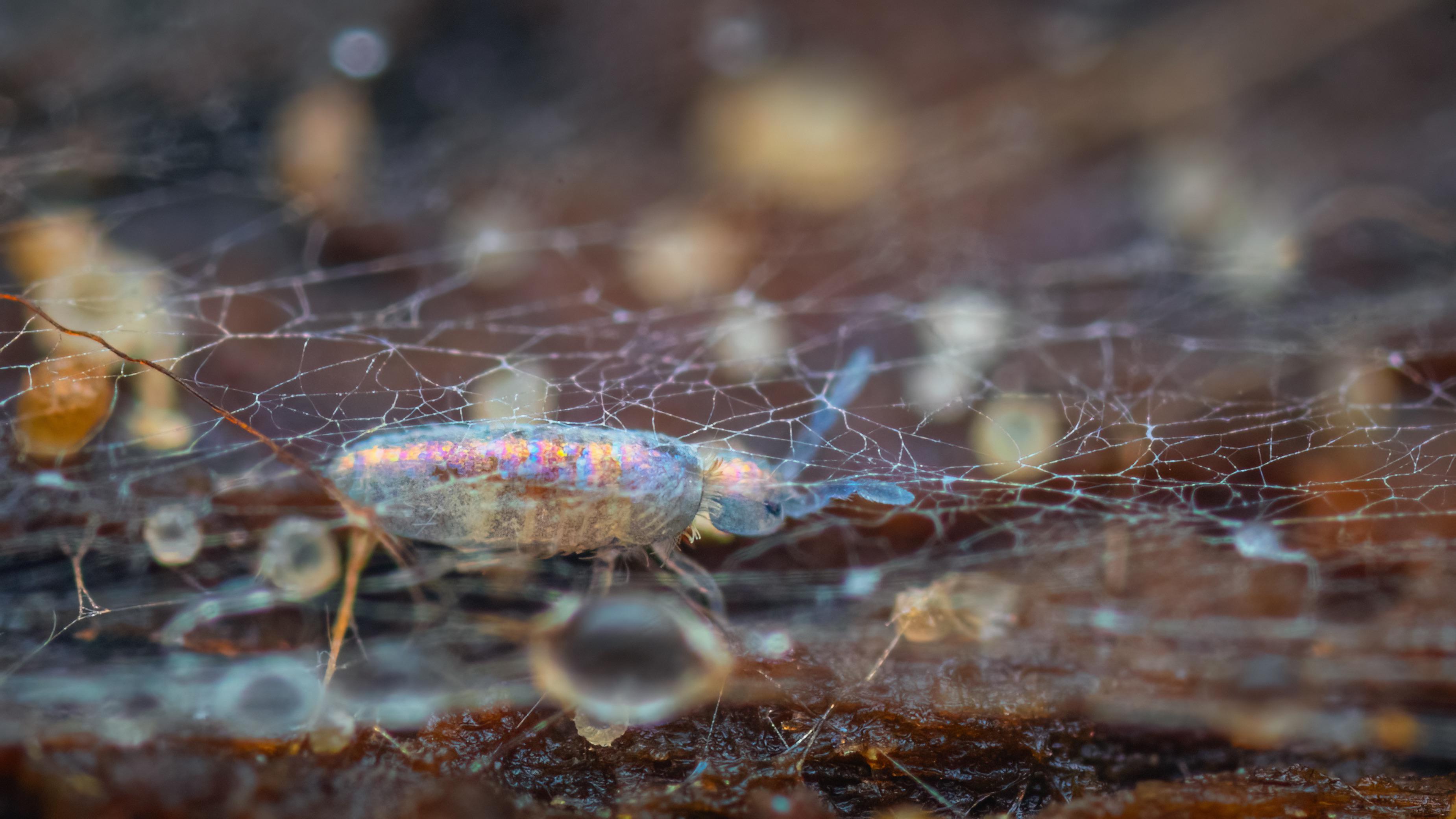 Iridescent springtail 