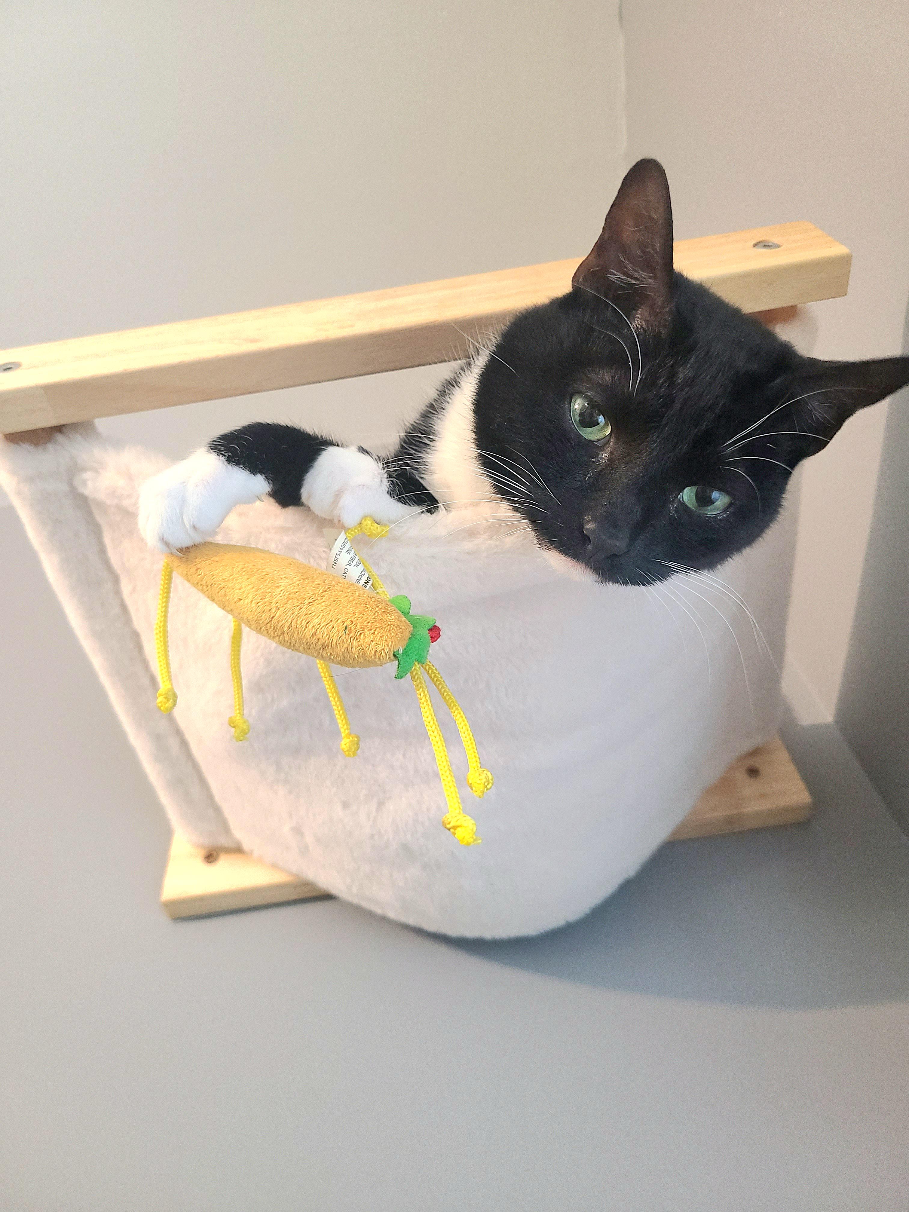 Happy 7th Birthday (and new year) to this neurotic little guy, Larry!