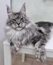 Best insurances for Mainecoon?!! Which one reimburse quick.