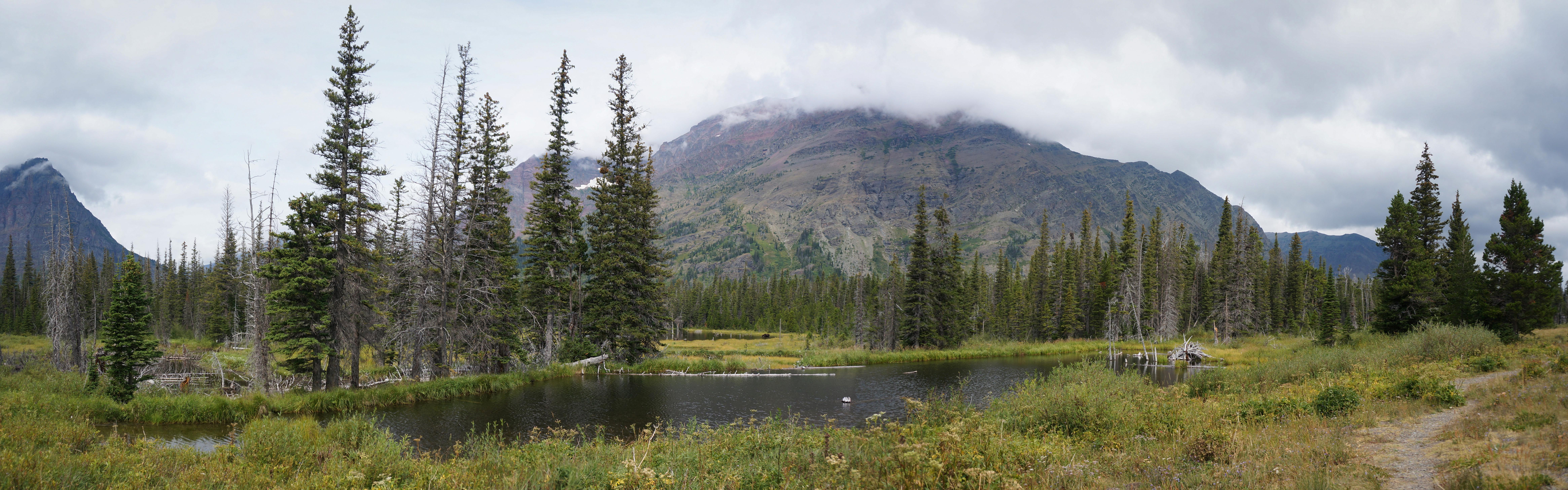 A moose in Glacier National Park. /r/wildlifephotography told me that you might appreciate this more. 2016 [OC]