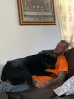 My Rottweiler really missed my brother.