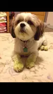 Happy St. Patrick's Day!