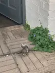 Squirrel adolescent without mother - trying to get into house