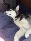 A comfy husk