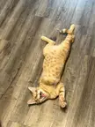 My cat’s reaction to a piece of ham