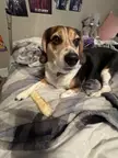 What is it you need, human?