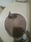 My pussy sleeping in the sink