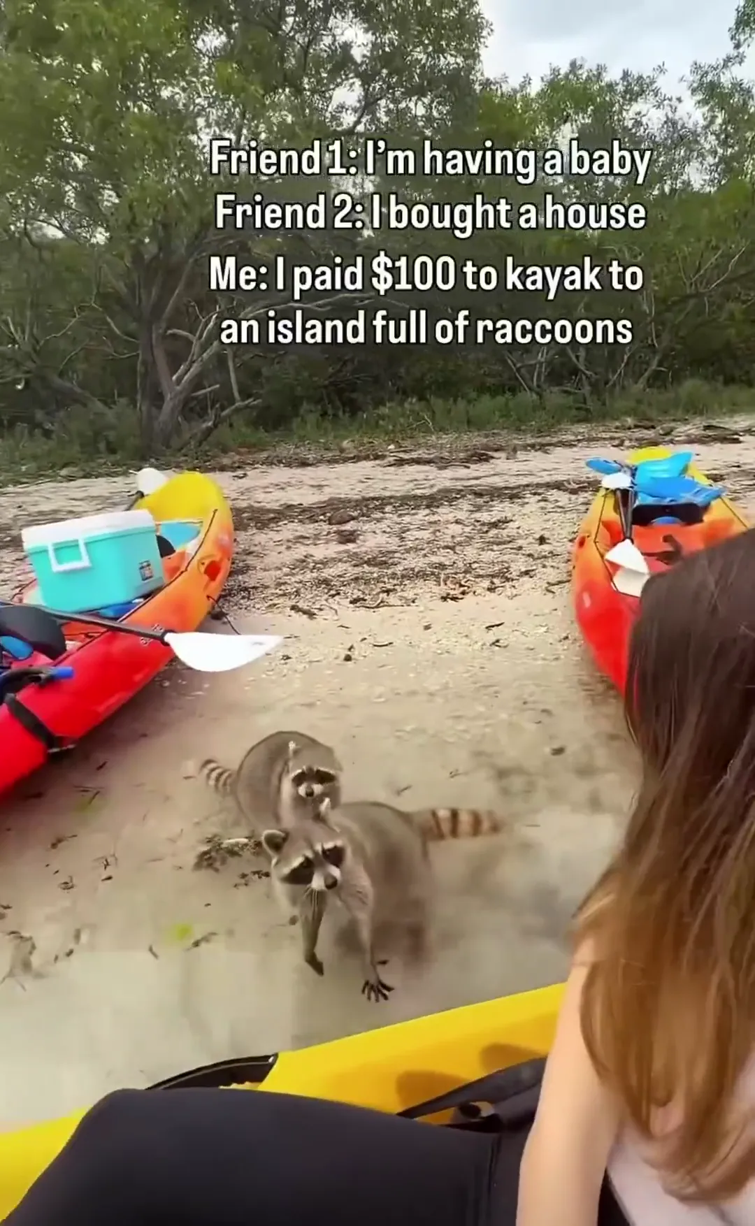 Sandspur Island, aka Raccoon Island, is a 15-acre uninhabited spoil island in Biscayne Bay where 60+ raccoons live.