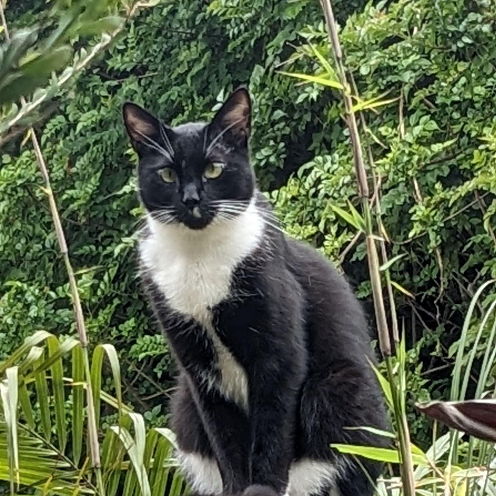 Joji - a.k.a Mr. Handsome