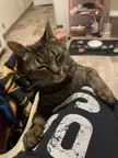 Head scratches are the best