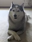 "I'm a lady." My husky always lies like this