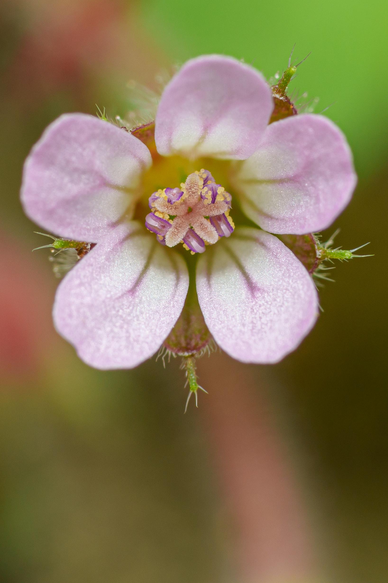 a teeny-tiny flower: around 5mm, a 100% crop from a 1:1 shot