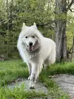 Anybody Else Have a Super Silky  Fluffer Purebread Siberian?