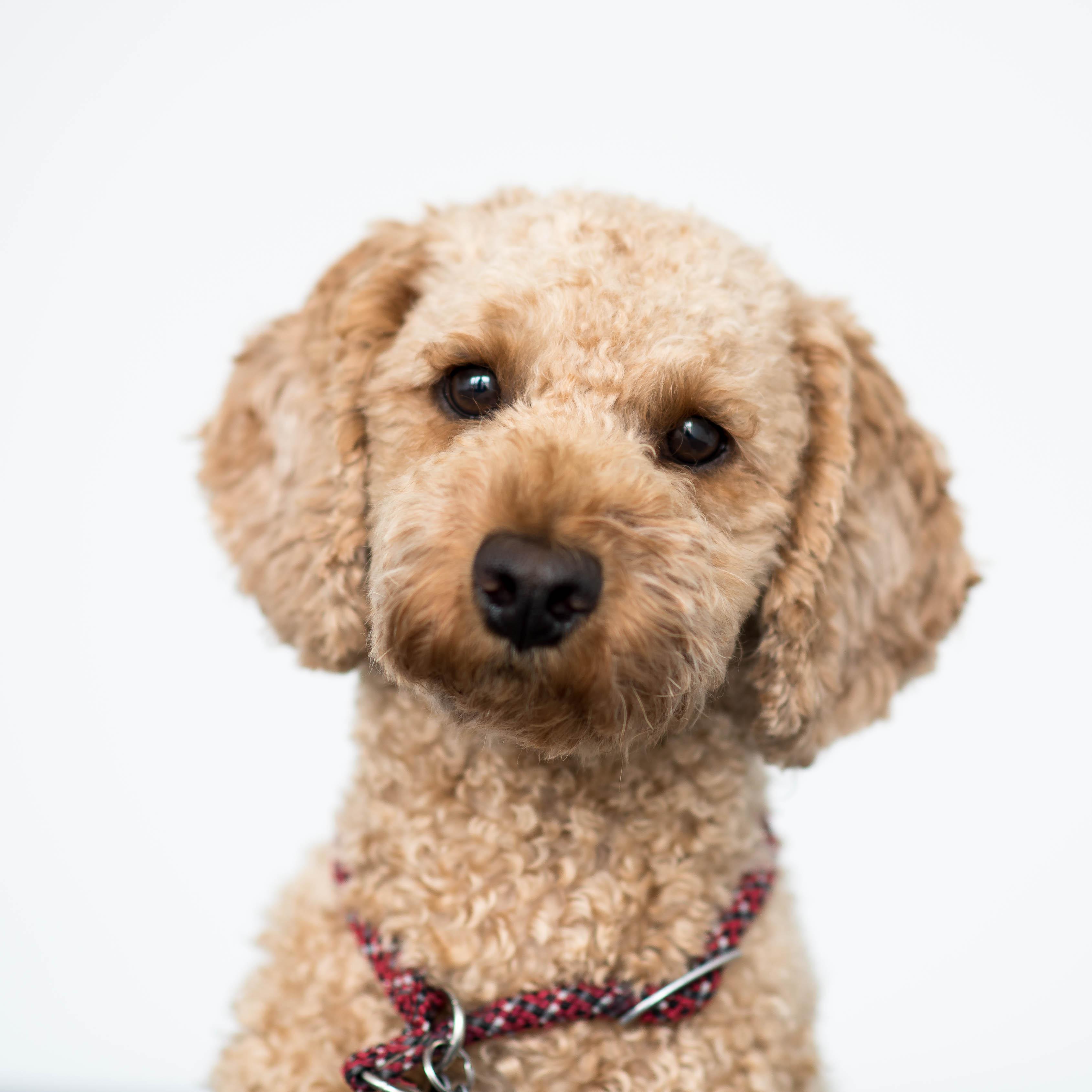 [OC] Office dog, Simba. Everybody's happy when this curly whirlwind ...
